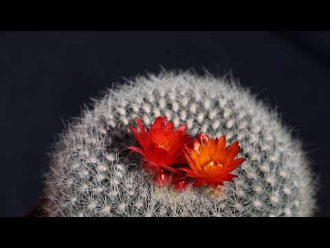 , title : 'Cuidados del cactus Parodia haselbergii - Notocactus haselbergii - Scarlet Ball'