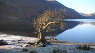 Martin Carr   Darwin's Tree