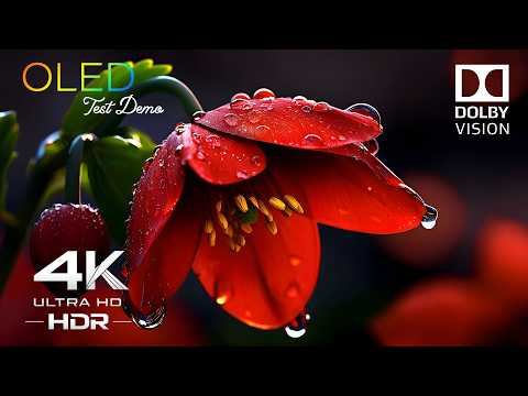 OLED TEST DEMO 2025 | INSANE 4K HDR 240fps | Dolby Vision (4K / 8K TV)