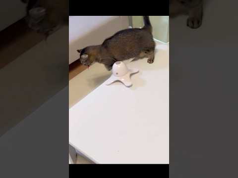 【衝撃】きんたろう大暴走!? 電動蝶々猫じゃらし初体験の爆笑リアクション🐾 #猫 #cat #子ネコ #猫動画 #保護猫 #猫好きさんと繋がりたい #ねこ #しゃむねこ