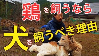 鶏飼うなら犬を絶対に飼うべき！野生動物被害を最小限に抑えられる【自然卵養鶏法】