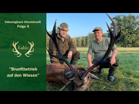 Alter Zehnender auf der Strecke - Brunftbetrieb auf den Wiesen von Pommern