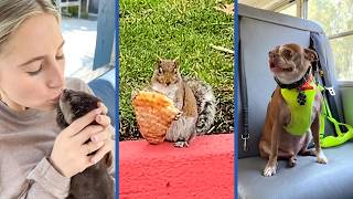NEWEST Viral Animals of YouTube  😂 | **FUNNY* The Truth About Silly Animals