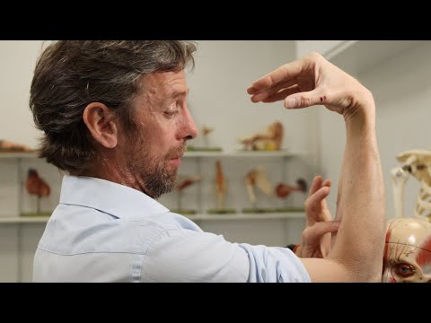 Erb's palsy or upper brachial plexus injury anatomy