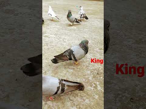 pigeon likes heavy pets