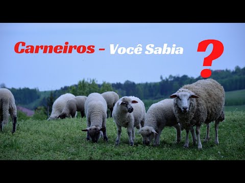 Carneiros - Você Sabia ?