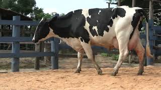 Vídeo 124 - 1ª ETAPA MEGA LIQUIDAÇÃO TOTAL AGROPECUÁRIA MARAJOARA - DIA 4 | GADO GIROLANDO E HOLANDÊS