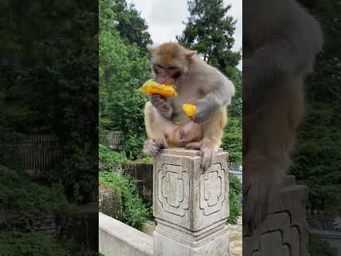 #monkeyeating  #DanceMonkey / #FunnyMonkey /  #FunnyMonkey / #dancemonkey  Ept:204