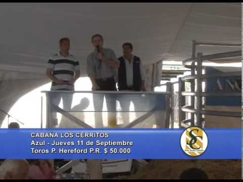 Los Cerritos - Venta Toros P. Hereford PR - Azul - 11/09/2014