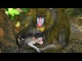 Animal Kingdom Baby Mandrill Born At Walt Disney World