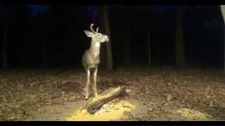 Run / Sunlit Cross / Luke Roberts