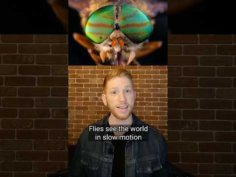 Flies See in Slow Motion! 🪰