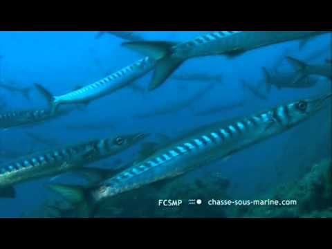 Le barracuda, un poisson prédateur vorace !