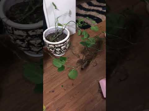 Agri's vandalism and my anger for her work😠🥺😳#malinois #dog #animals #tiktok