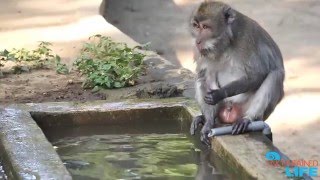 Sacred Monkey Forest Sanctuary, Ubud, Bali, Indonesia