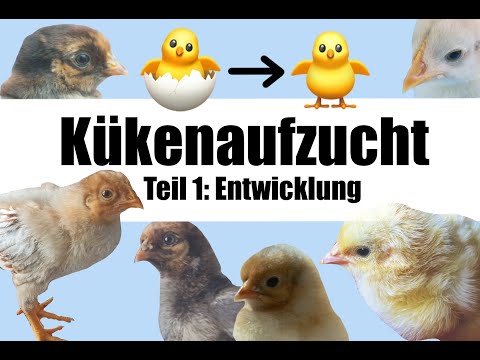 Kükenaufzucht - Entwicklung Woche 1 bis 4