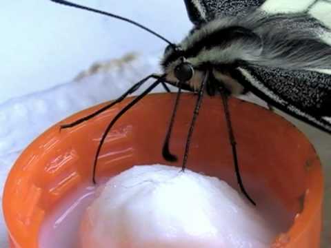 I cosmetici da pigmentary notano su una faccia Pigmentazione su una faccia dopo la consegna le ragioni e il trattamento