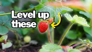 Grow Big Strawberries with Science 🧬
