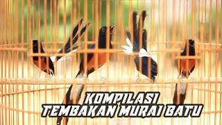 Download lagu KOMPILASI TEMBAKAN MURAI BATU EFEKTIF bikin mudah GACOR dan NEMBAK mp3