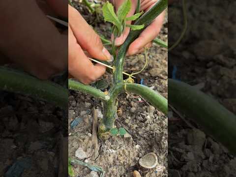 Tricks to increase higher fruit set rate for pumpkins #smartfarming #organicfarming #gardeningtips