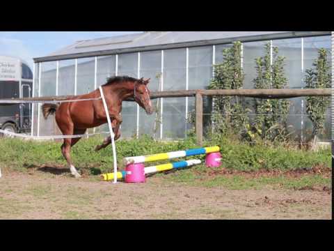 Charlotte LC (Coupe Gold/Rabiat II Z/Lombard xx)