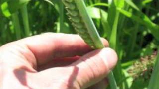 The Impact and Change of the Agricultural Inovation of Norman Borlaug