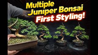 Multiple Juniper Bonsai First Styling - Beginner to Bonsai