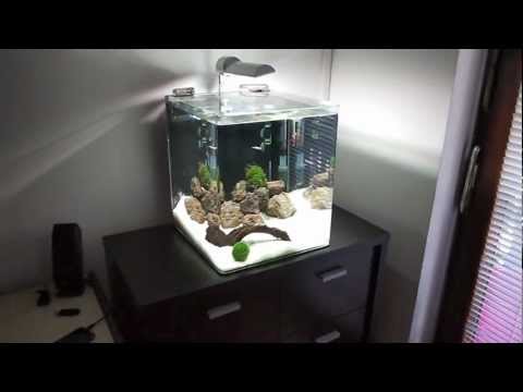 Freshwater Nano Cube Aquarium (Day 13)