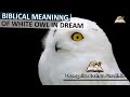 Biblical Meaning of WHITE OWL in Dreams - Owl Attacking You Prophetic Meaning
