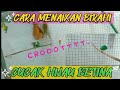 SOLUSI AGAR BETINA CUCAK HIJAU BIRAHI NGUNCI
