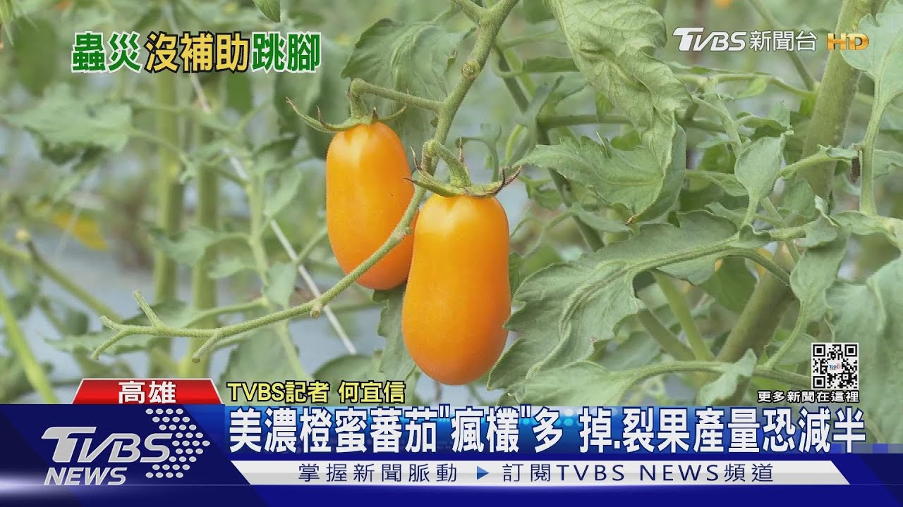 美濃橙蜜蕃茄「瘋欉」多恐產量減半 果農:十年來最慘