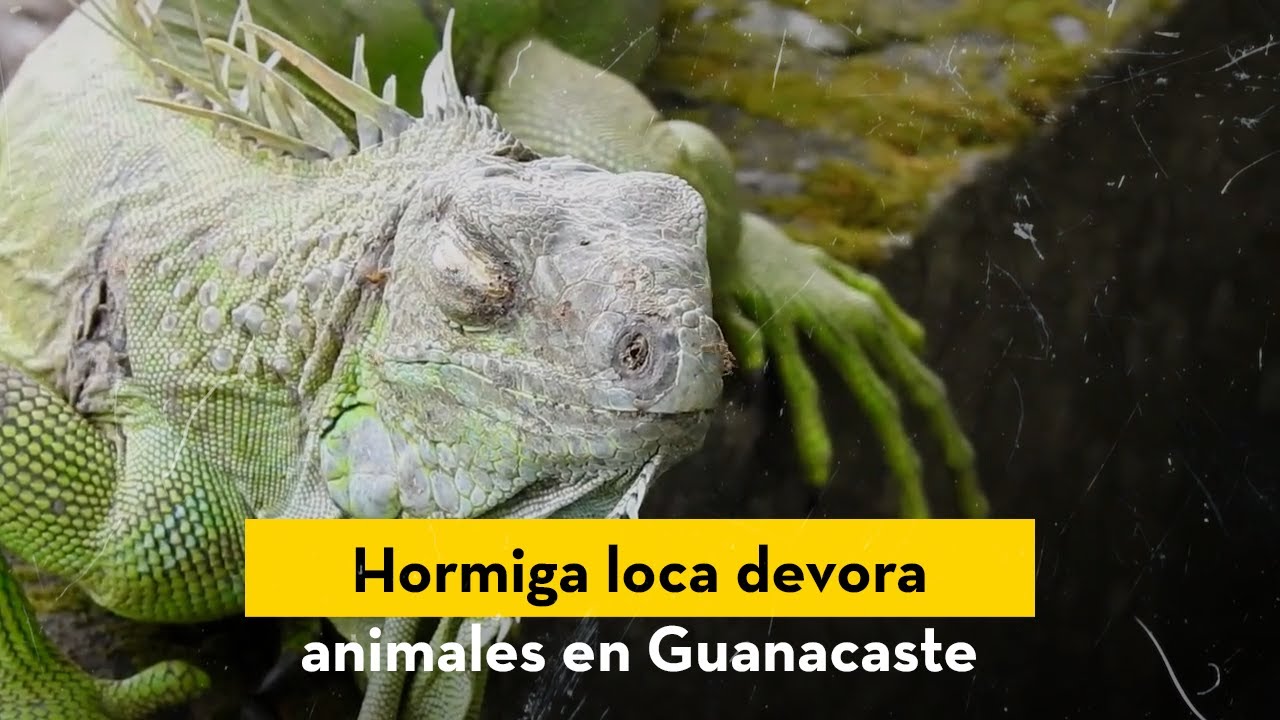 Hormigas loca devora animales en Guanacaste