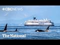 Coastal B.C. waters seeing more whales, more often
