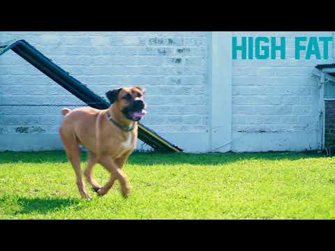 Aesthetics Formula Weight Gain For Add Some Weights to Your Dogs