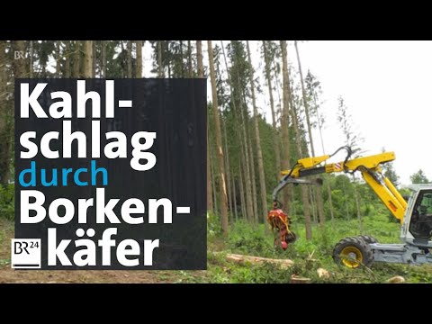 Im Bayerischen Wald sind so viele Borkenkäfer unterwegs wie noch nie | BR24