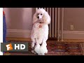 Look Who S Talking Now 1993 Brand New Poodle Scene 3 10 Movieclips