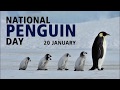 National Penguin Day 20 January National Day Today Special