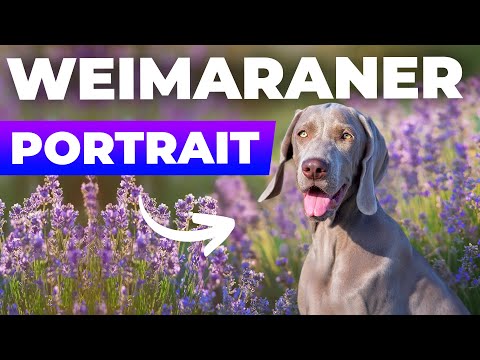 Der Weimaraner – ein edler Jagdhund mit einer einzigartigen Erscheinung