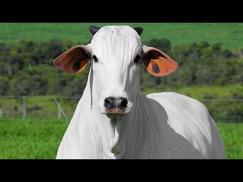 NELORE GUIDI - TINDA FIV DA STO.ANGELO - GUID  1183