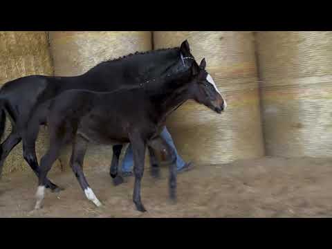 Take it Easy - Mount Etna xx - Biotop - Intervall xx geboren 09.August 2019