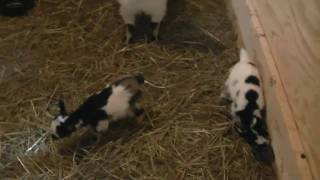 preview picture of video 'Pygmy Goats at Small Fry Farm II, Abbot Maine'