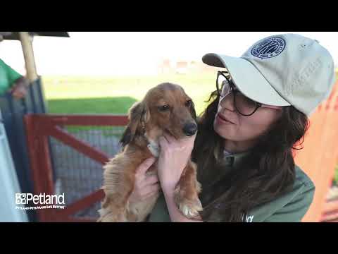 Kennel Henderson Tour 153
