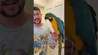 Parrot Wizard Presentation Schedule at Parrot Stars Summer Festival 2025