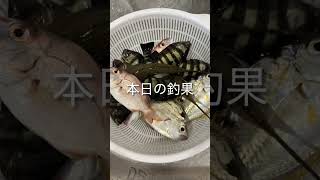 釣った魚をいただく #料理 #cooking