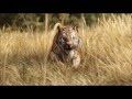 The Jungle Book 2015 Music Trailer