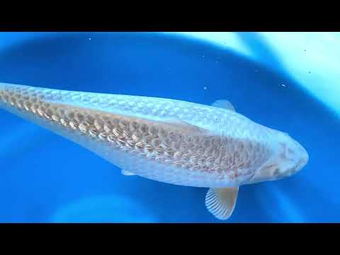 MA2-27 JKS Momotaro Auction: 2Y Female GR Kawarigoi (Ochiba Bloodline) 51 cm