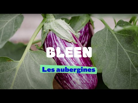, title : 'Tuto Bleen : Tout savoir sur l’aubergine'