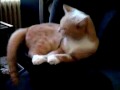 Subwoofer Cat  (oltskul) - Známka: 2, váha: obrovská