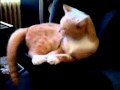 Subwoofer Cat