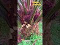 Begini Cara Panen Kelapa Sawit